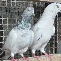 کبوتر بلند پرواز