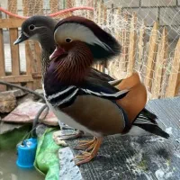 فروش اردک ماندارین