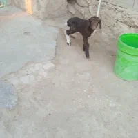 فروش میش و کره