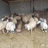 ۷۲راس میش آبستن ک ۱۹ راس زایمان کردن ۳راس قوچ