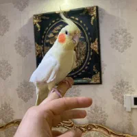 عروس هلندی مولد و بالغ و جوجه(گیرینچیک-ملنگو-راهب)|پرنده|رشت, یخسازی|دیوار