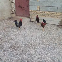 خروس|حیوانات مزرعه|شادگان, |دیوار