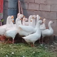 قوغاز|حیوانات مزرعه|کشاورز, |دیوار