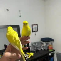 مرغ عشق انگلیسی لوتینو زرد خالص‌