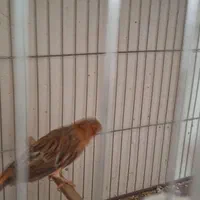 جوجه قناری ریزه خون رنگی|پرنده|قرچک, فردیس|دیوار