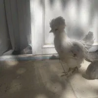 نیمچه مرغ وخروس کوشین وسلطان|حیوانات مزرعه|دهگلان, |دیوار