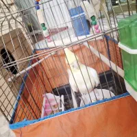 عروس هلندی لوتینو|پرنده|شوش, |دیوار