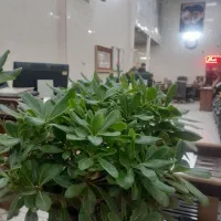 209متر-آپارتمان-3خواب-خیابان-حکیم-سنایی