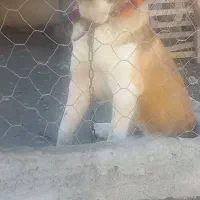 سگ آلابای|سگ|بندر ترکمن, |دیوار