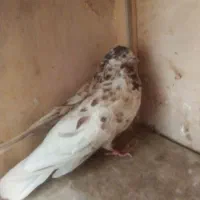 کفترپرشی|پرنده|تهران, یاخجی آباد|دیوار