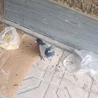 کفتر|پرنده|رزن, |دیوار