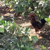 خروس محلی اصیل