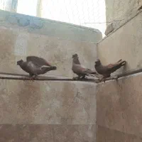 کبوتر