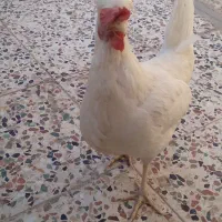 مرغ خروس گلین