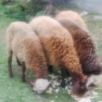 فرش یک گوسفند ماده و یک گوسفند نر