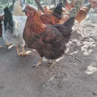 فروش مرغ تازه به تخم اومده|حیوانات مزرعه|کلارآباد, |دیوار