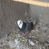 کبوتر نر ابلق سبز|پرنده|گرمسار, |دیوار