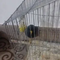 مرغ مینا نر یکم صحبت میکنه قیمت هشصد