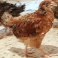 جوجه مرغ نیمچه تخمگذار گلپایگانی