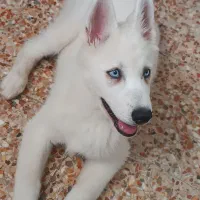 سگ هاسکی سفید