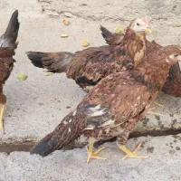 جوجه خروس محلی