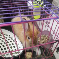 خرگوش لاین هد 5ماهه نر|موش و خرگوش|پردیس, فاز ۸|دیوار