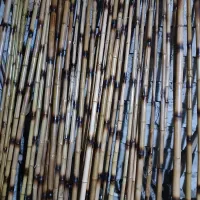 نی بامبو دورنگ و رنگ طلایی