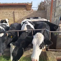 سلام۲۰رسگاو شیریبهفروشمیرسد|حیوانات مزرعه|فامنین, |دیوار