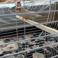 یک جفت فنچ یک دونه عروس هلندی سینامون