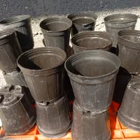 حراج گلدون|گل و گیاه طبیعی|بندر دیر, |دیوار