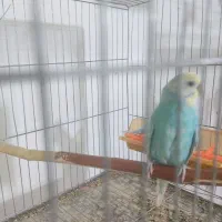 مرغ عشق اسپانگل رینبو با تخم|پرنده|فولادشهر, بوستان خلیج فارس|دیوار