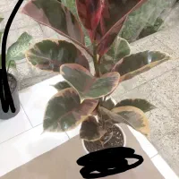 انواع گل فیلتوس ۱۷۸هزار