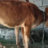 گاوباگوساله المانی|حیوانات مزرعه|اهواز, دغاغله|دیوار