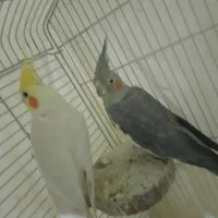 یک جفت عروس هلندی
