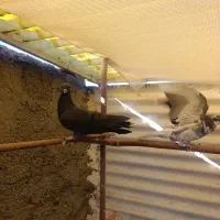 ماده قلاق دمگیر