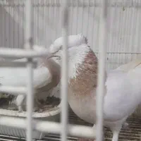 طوقی لیمویی هفترنگ جفت با جوجه بزرگ پرشی فوری