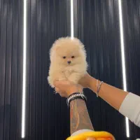 سگ فنجونی سایز صفر|سگ|اصفهان, باغ دریاچه|دیوار