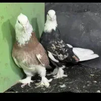 کفتر هما شازده سرور (بخون آگهی رو )