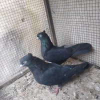 کبوتر رنگی|پرنده|مشکین‌دشت, |دیوار