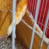دوعدد نر قنارب