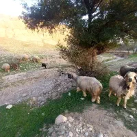 میش|حیوانات مزرعه|گتوند, |دیوار