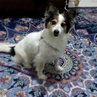 پامر اشپیتز