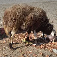 قورج|حیوانات مزرعه|ازنا, |دیوار