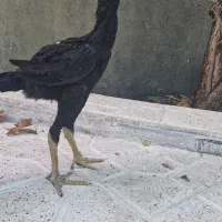 جوجه لاری خروس سیاه|حیوانات مزرعه|مشهد, شهرک صنعتی توس|دیوار