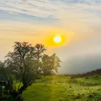 کلبه سوئیسی تو ارتفاع دل جنگل با تموم امکانات|اجارهٔ کوتاه‌مدت ویلا و باغ|ماسال, |دیوار