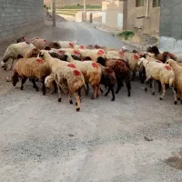 گوسفند. 40راس میش جوان