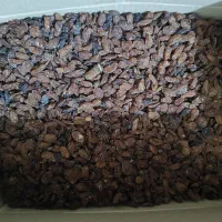 کشمش کاشمر آفتابی درجه یک|خوردنی و آشامیدنی|تبریز, |دیوار