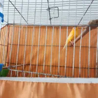 قناری نر و ماده بخون|پرنده|ساوه, |دیوار