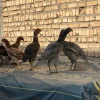 مرغ لاری|حیوانات مزرعه|تهران, بهارستان|دیوار