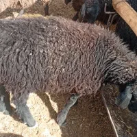 بر ماده سبک|حیوانات مزرعه|قم, تعویض پلاک|دیوار